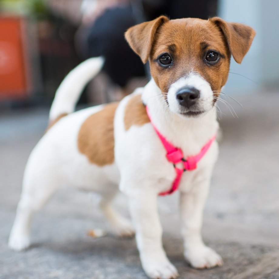 Jack Russell Terrier