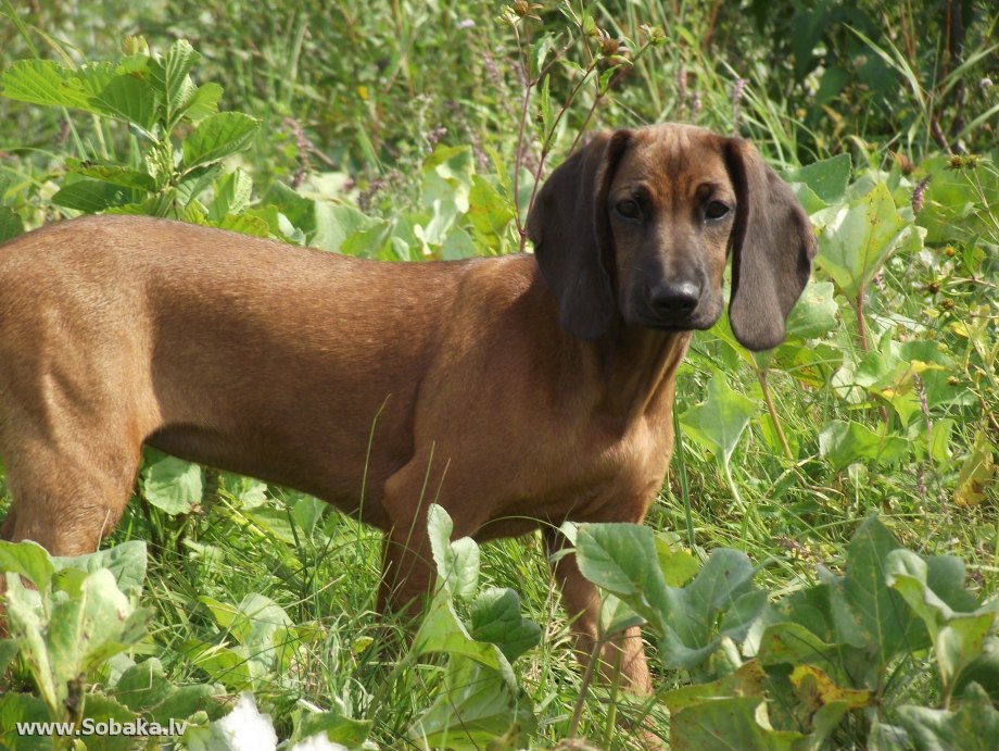 Bavarian Mountain Scenthound