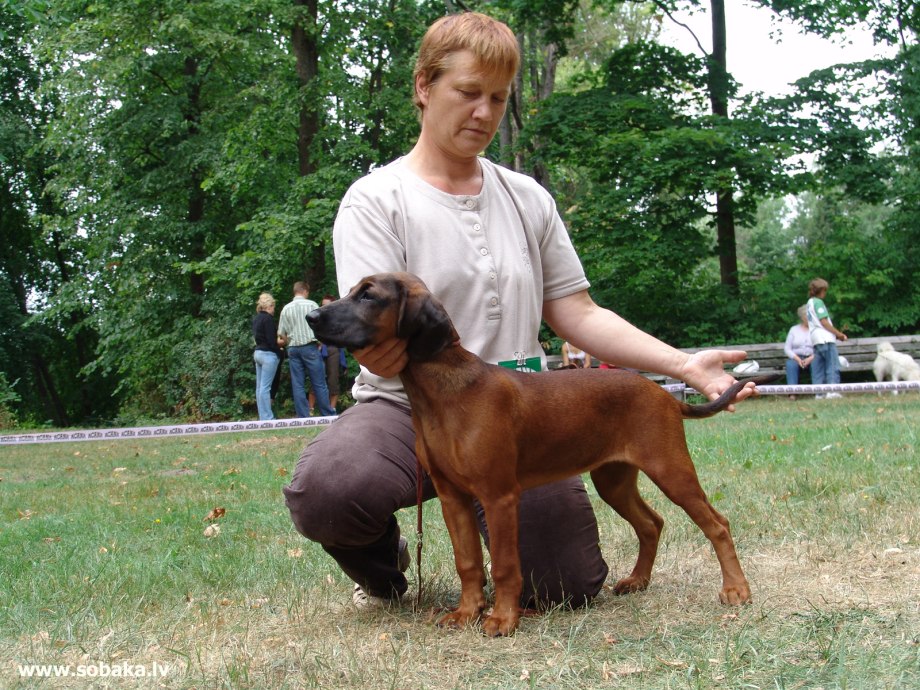 Bavarian Mountain Scenthound