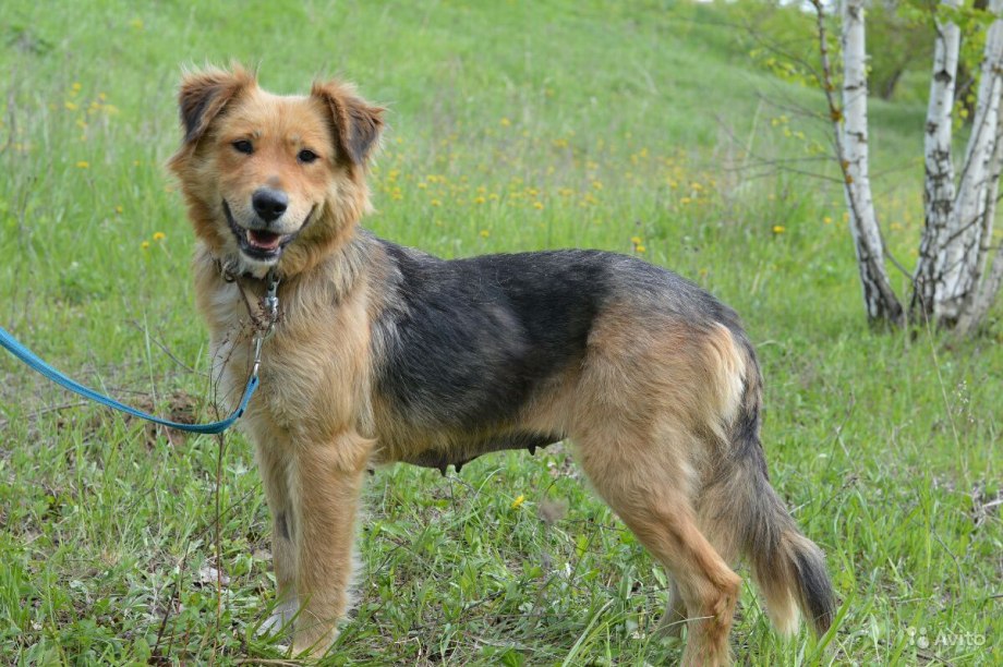 German Shepherd немецкая овчарка