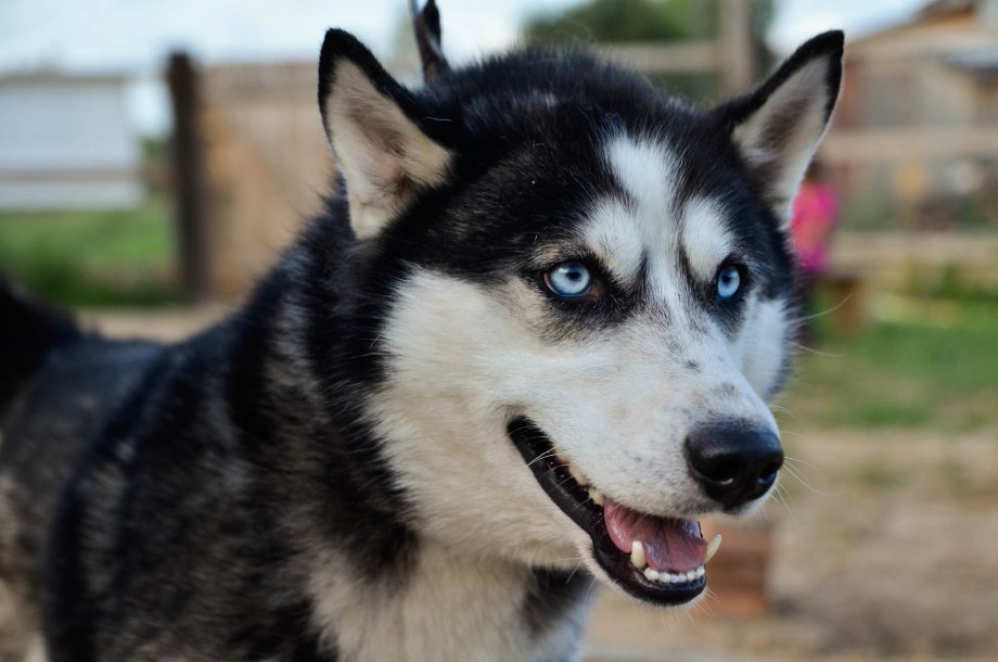 Alaskan Husky