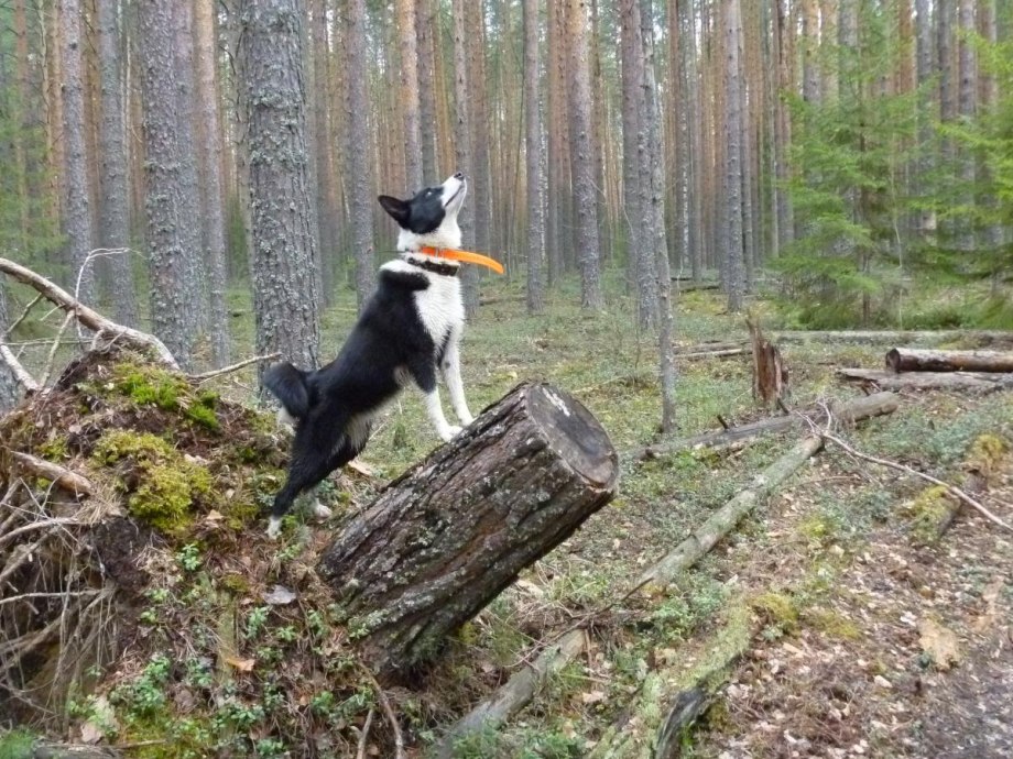 Карело медвежья лайка