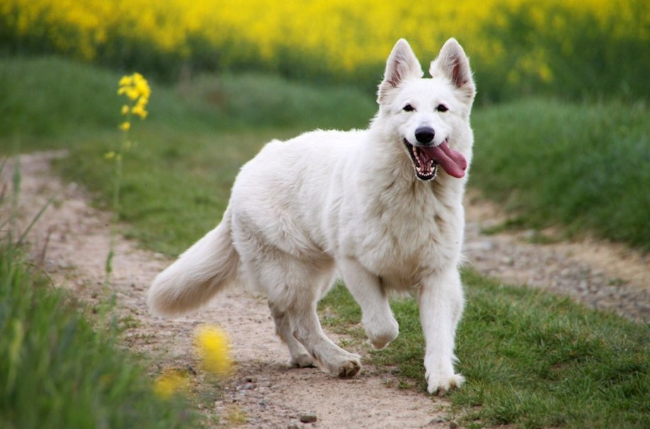 Белая швейцарская овчарка Berger Blanc Suisse