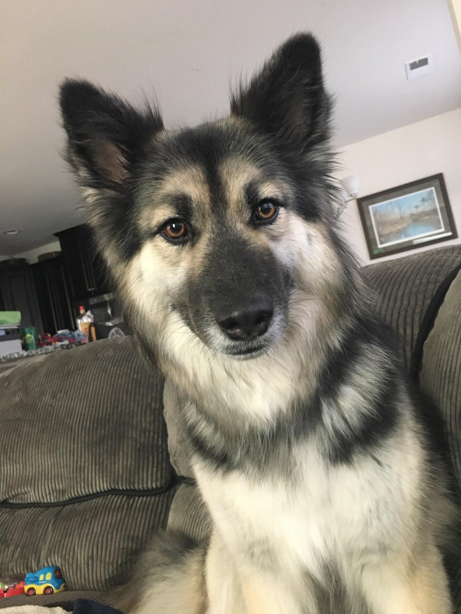 Gerberian Shepsky порода