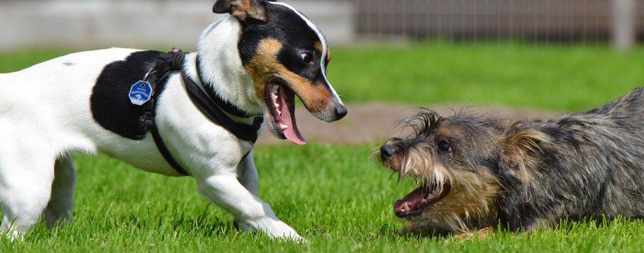 Free Pets Wagga