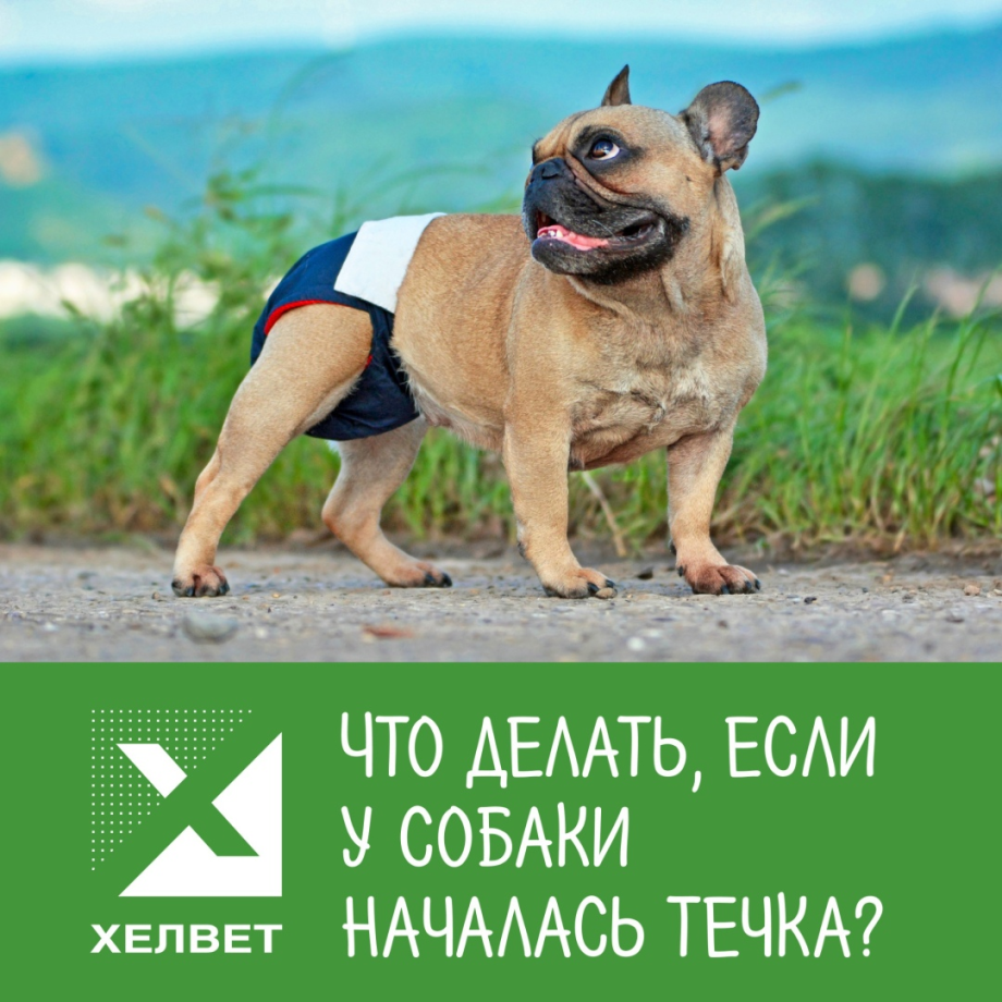 Собаки вынашивают щенков