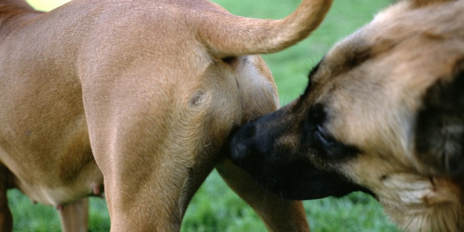 A Dog -2 Dogs