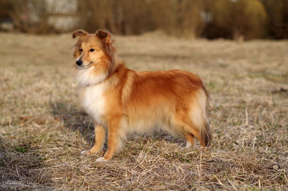 Колли рыжая