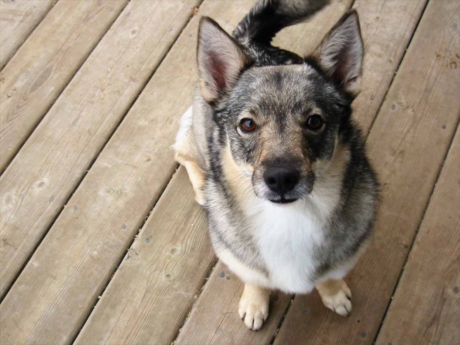 Датско-шведская фермерская собака / Danish-Swedish farmdog (356) с