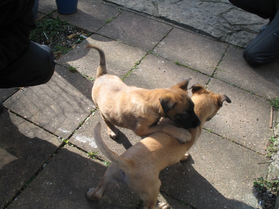 Dog Mate
