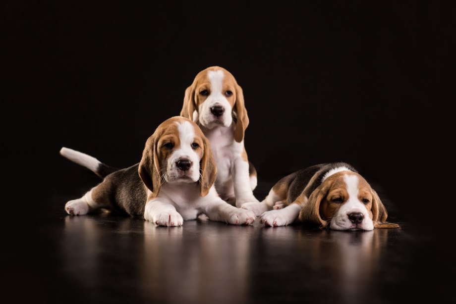 Beagle гончая