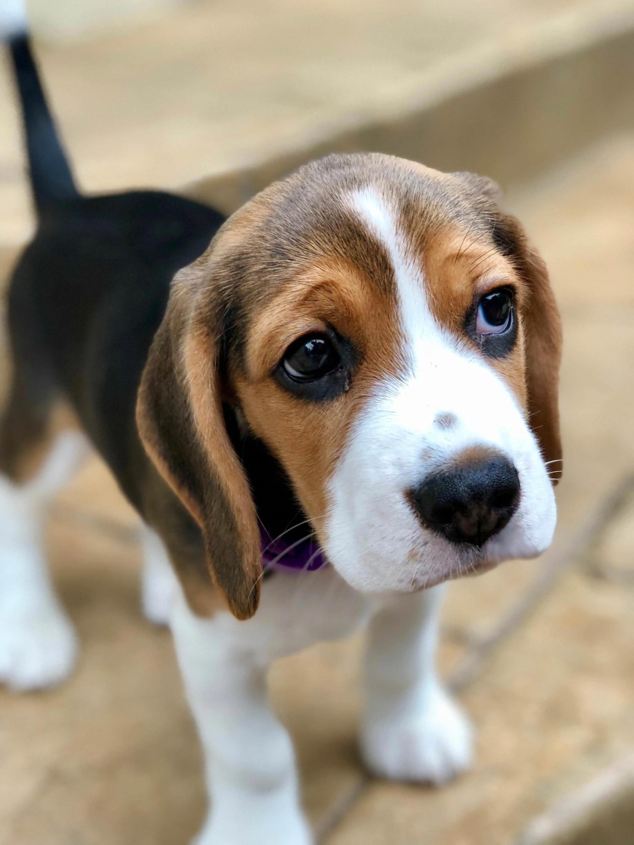 Beagle порода собак