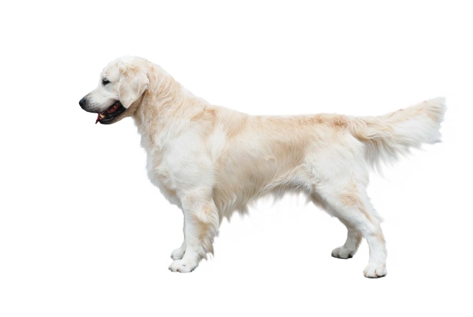 Лабрадор Golden Retriever