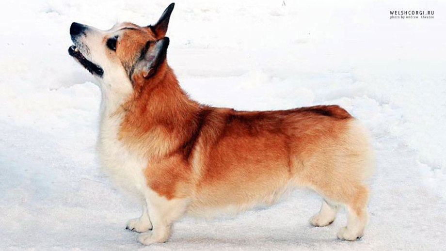 Вельш коргрги кардиган