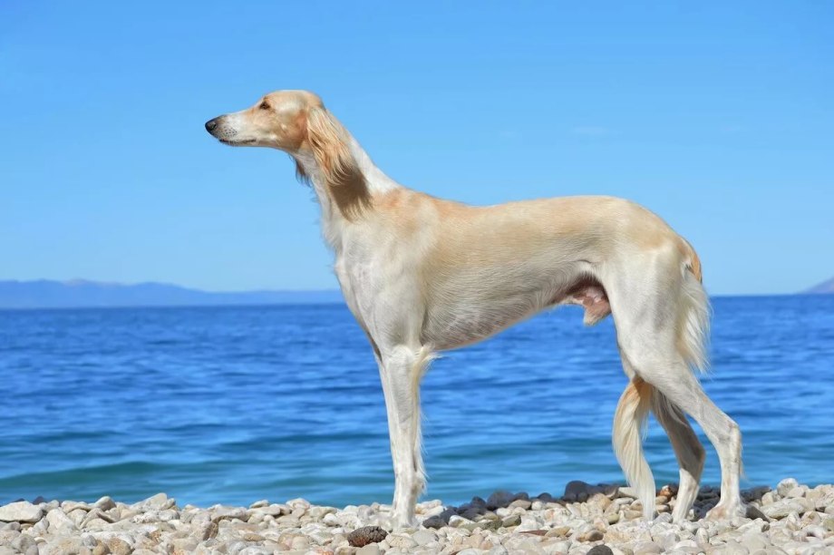 Борзая салюки