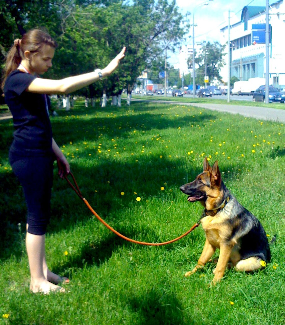 Дрессировщик собак