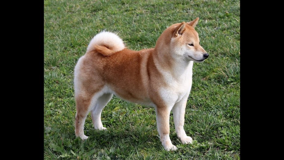 Сибаино собака