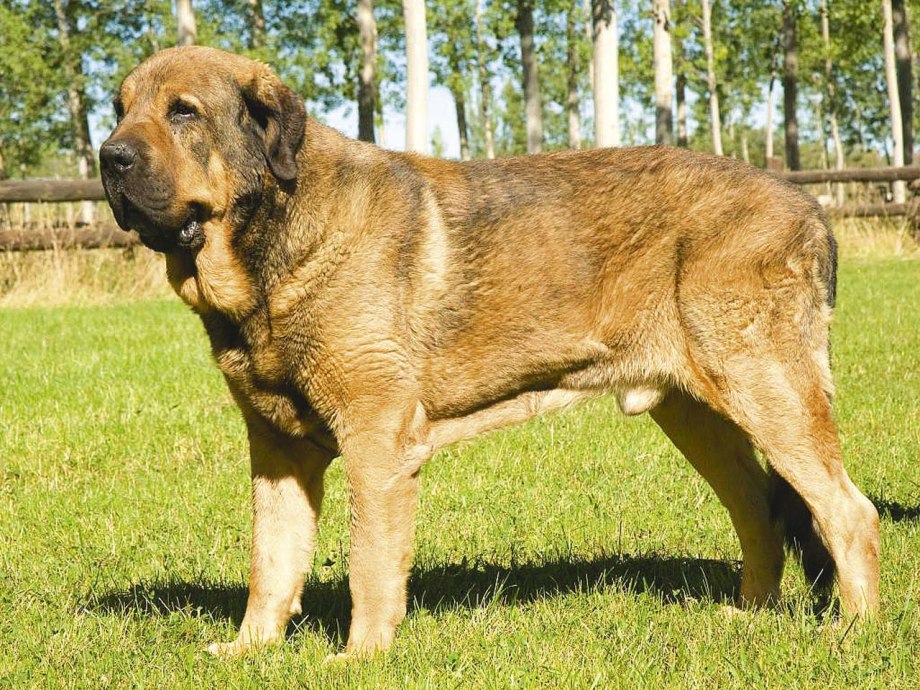 Чистокровный тибетский мастиф