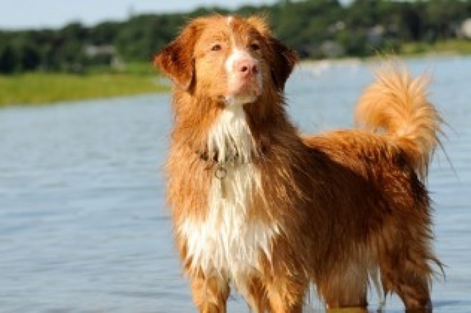 Nova Scotia Puppies for sale