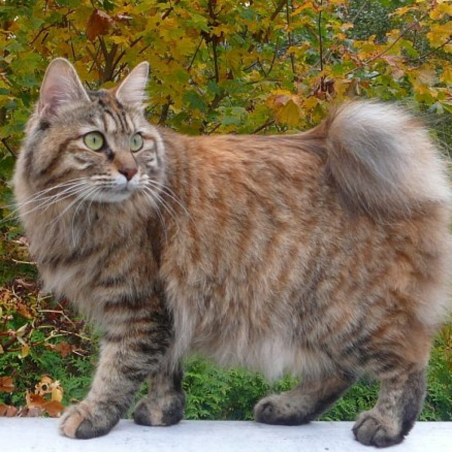 Кот Курильский бобтейл