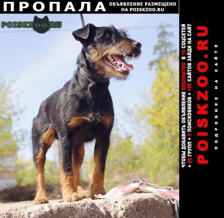 Ягдтерьер лапы