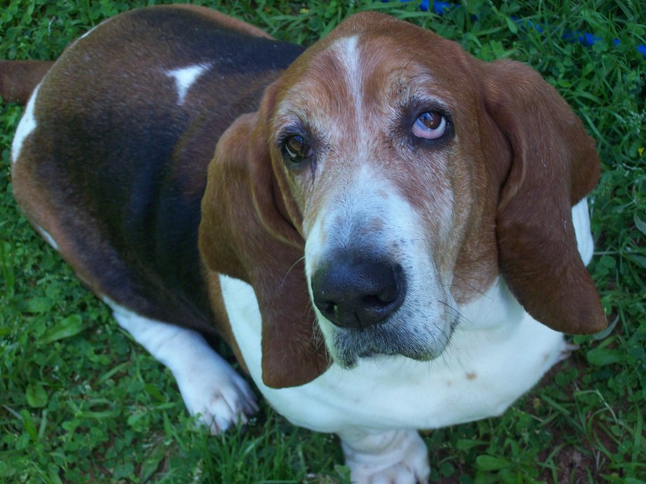 Basset Hound Running