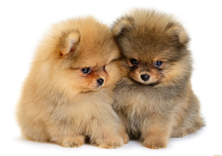 Cavapoo мальтипу