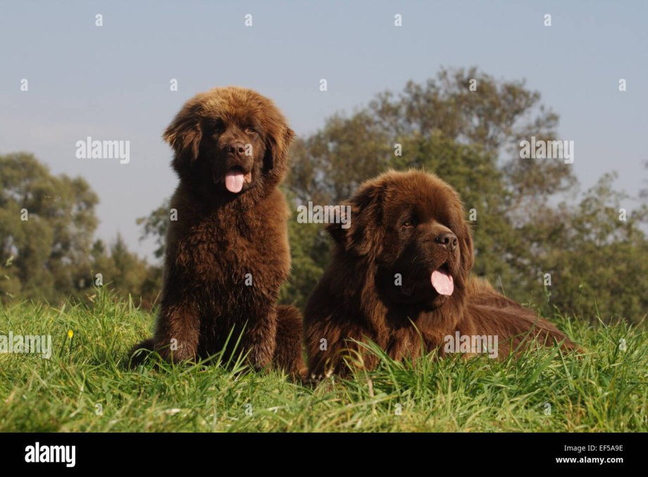 Newfoundland Breed Standard голова