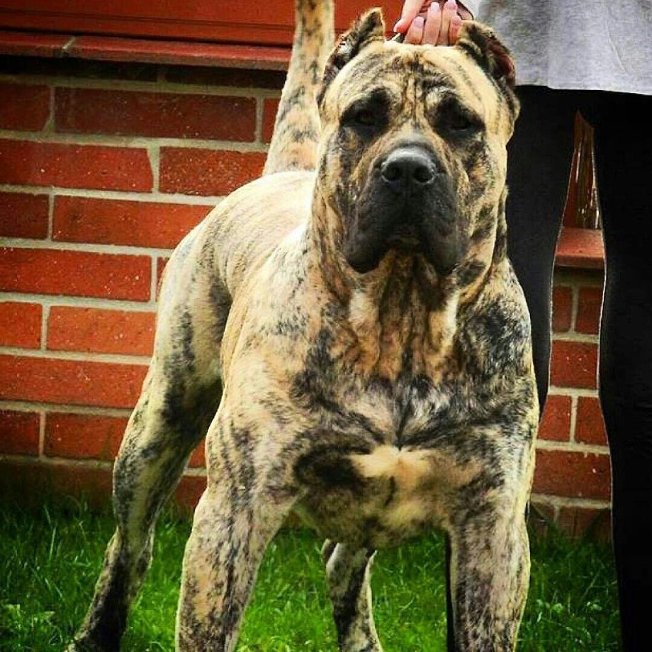 самая крупная порода собак в мире фото