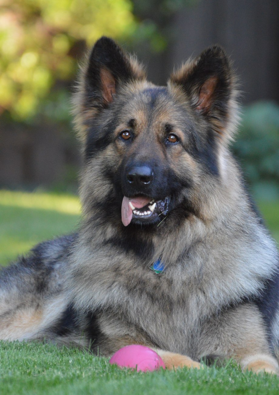 Шилонская овчарка Shiloh Shepherd