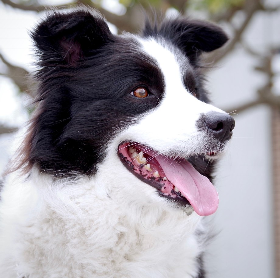 Border Collie (бордер-колли)
