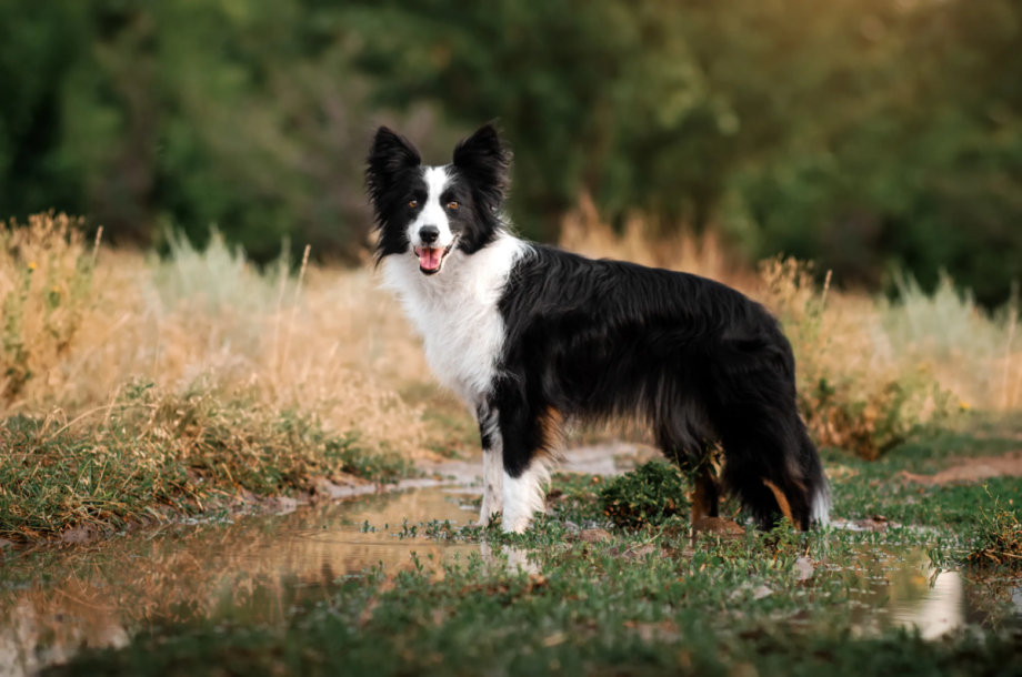Border Collie (бордер-колли)