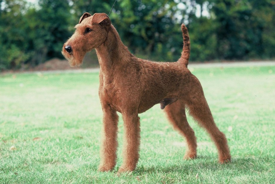 Ирландский терьер Irish Terrier