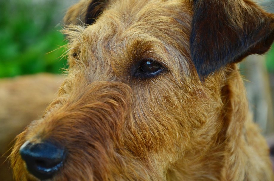 Ирландский терьер Irish Terrier