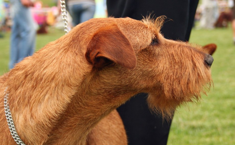 Ирландский терьер Irish Terrier