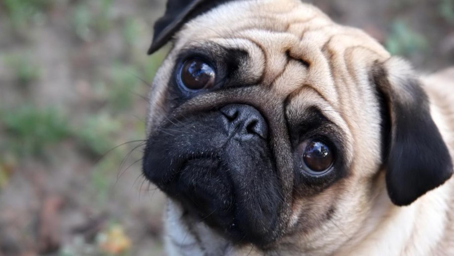 Dawg Мопс