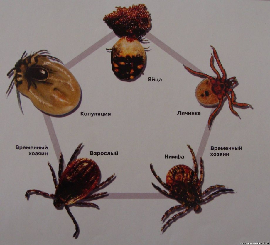 Клещ переносчик пироплазмоза