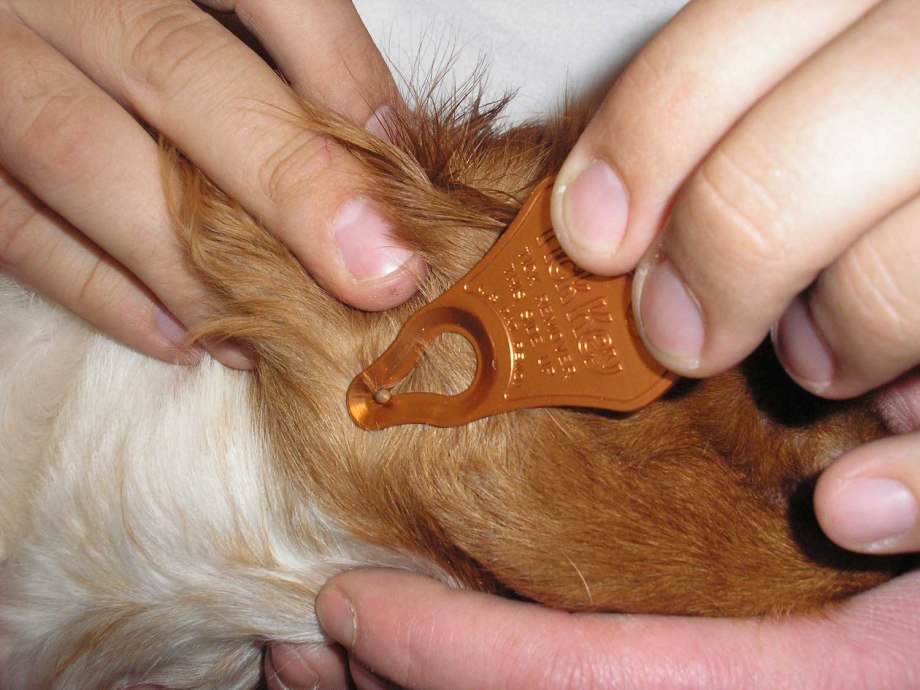 Цикл развития Babesia canis