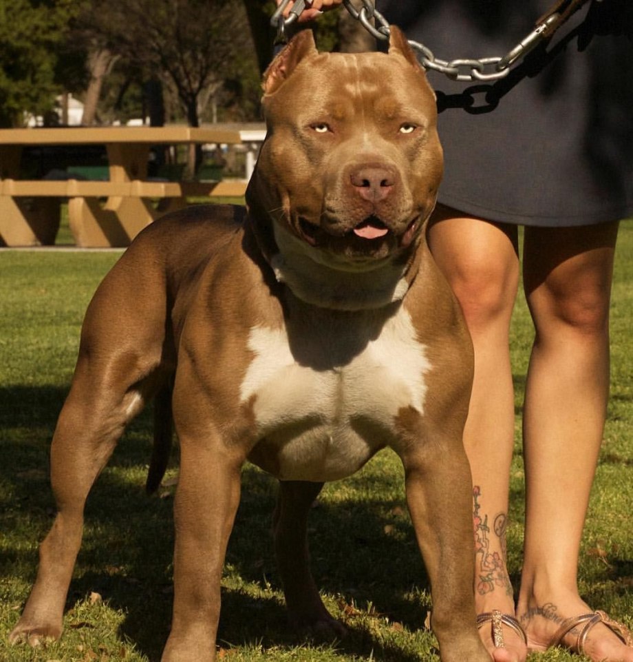 Best Neva Bullies