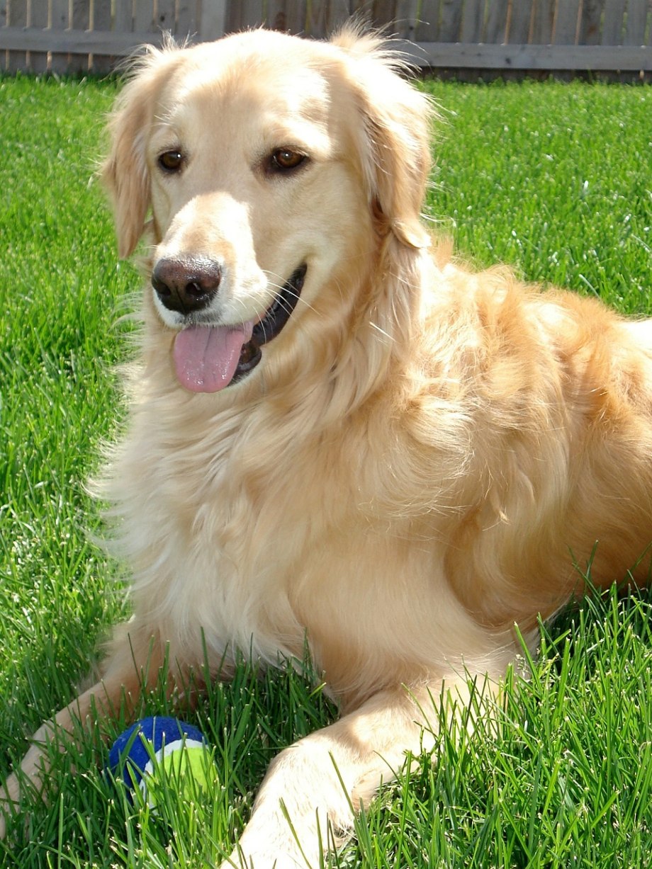 Golden Retriever книга