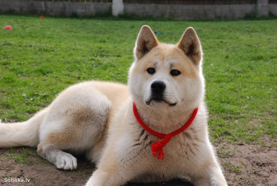 Киба ину