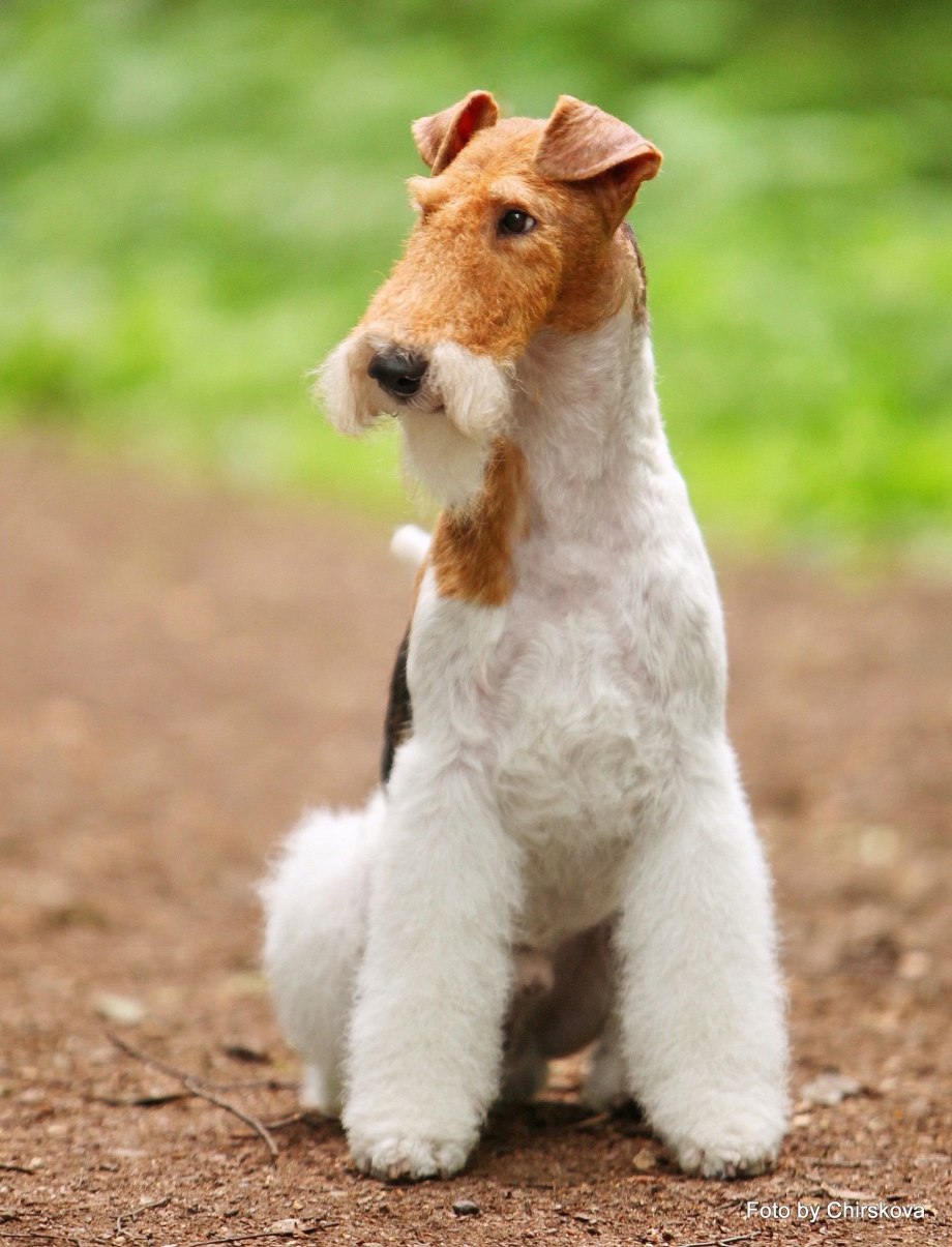 Фокстерьер (Fox Terrier)
