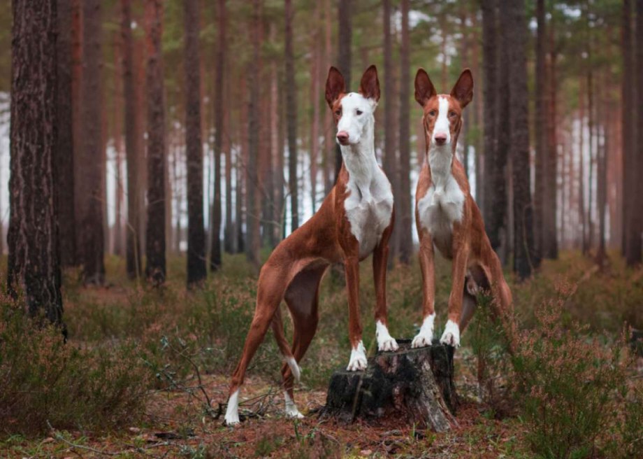 Ibizan Hound