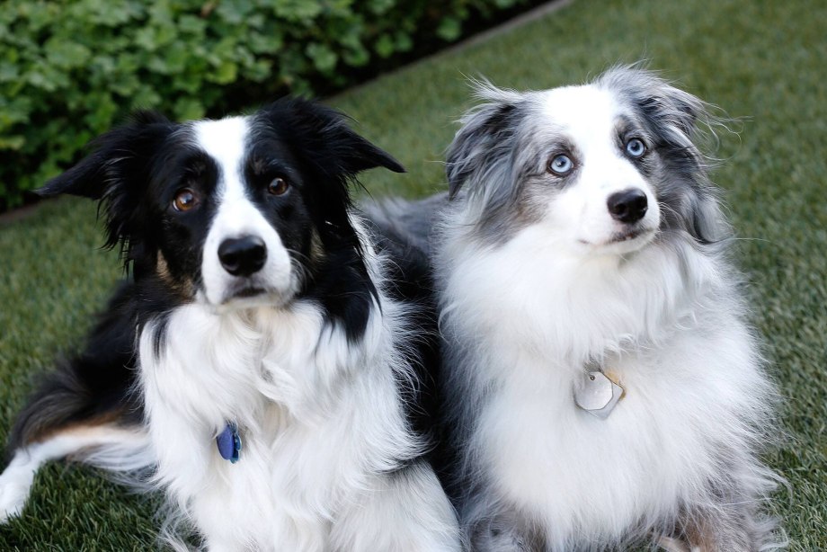 Border Collie щенок