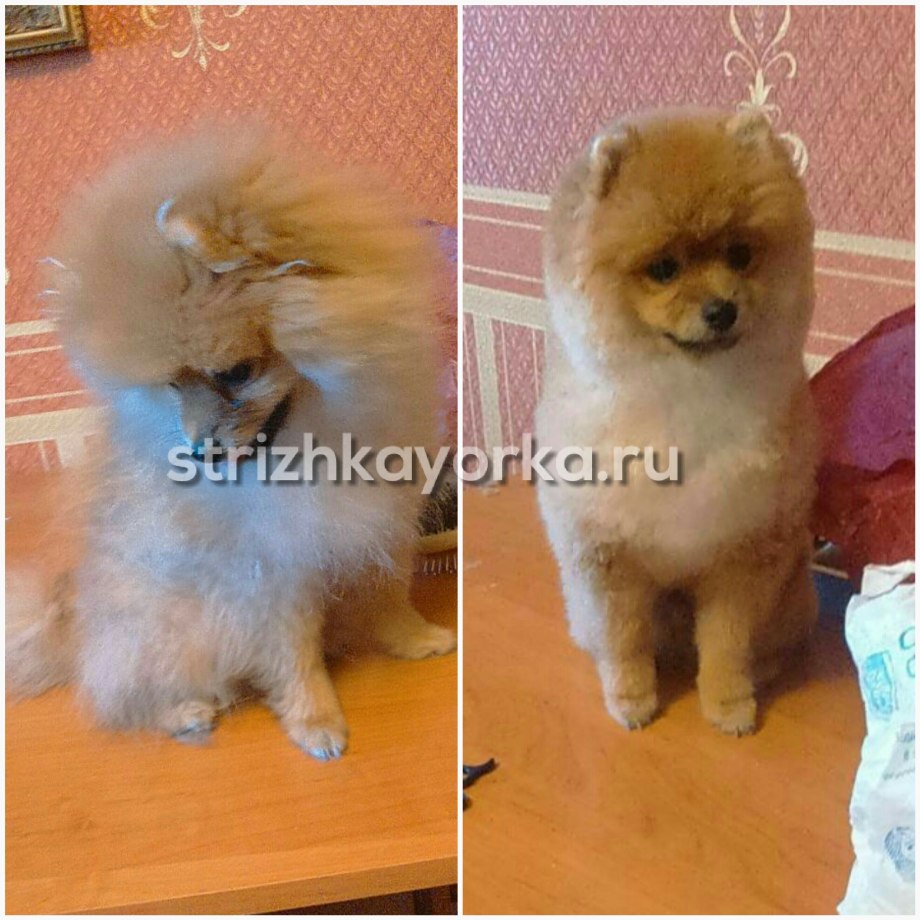 Шпиц по месяцам
