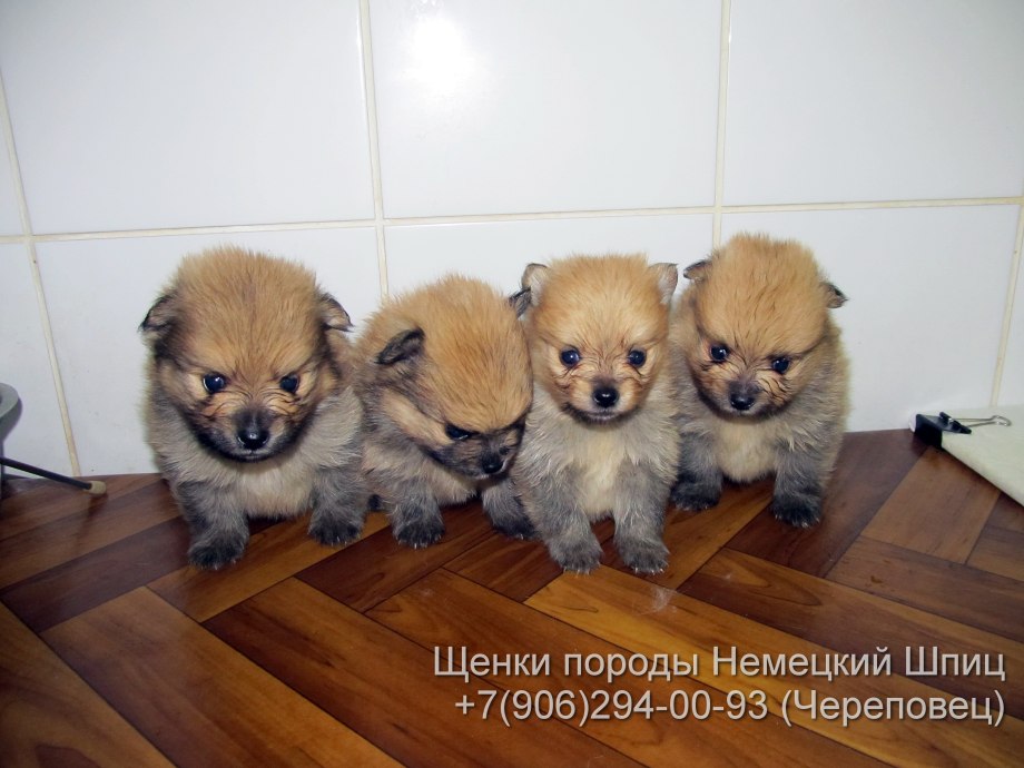 Померанский шпиц кобби