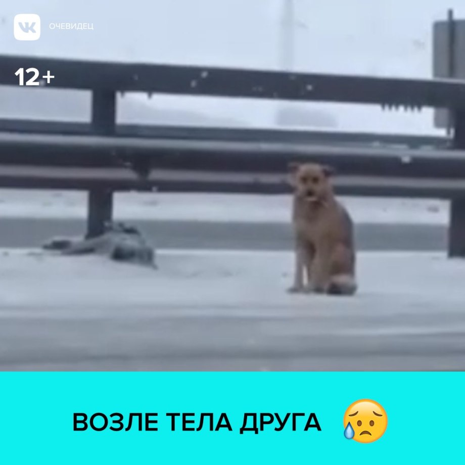 Я ищу собаку