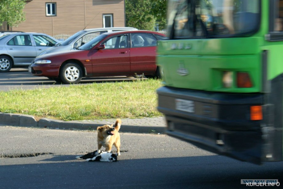Собака переходит дорогу
