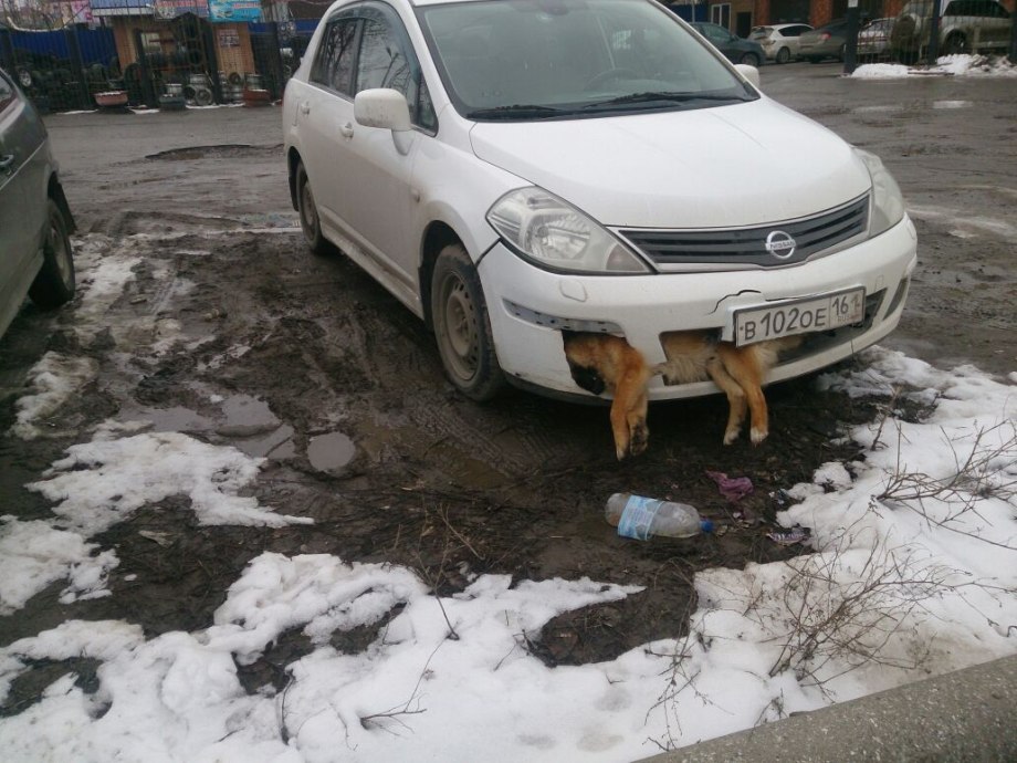 Мертвые животные на дороге