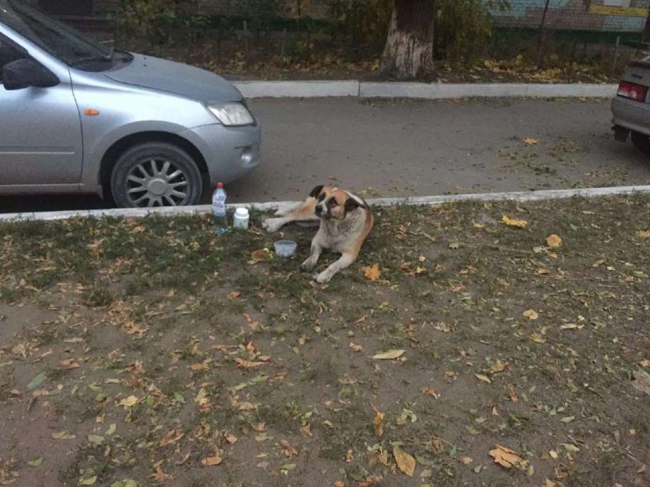 Собаку сбила машина насмерть